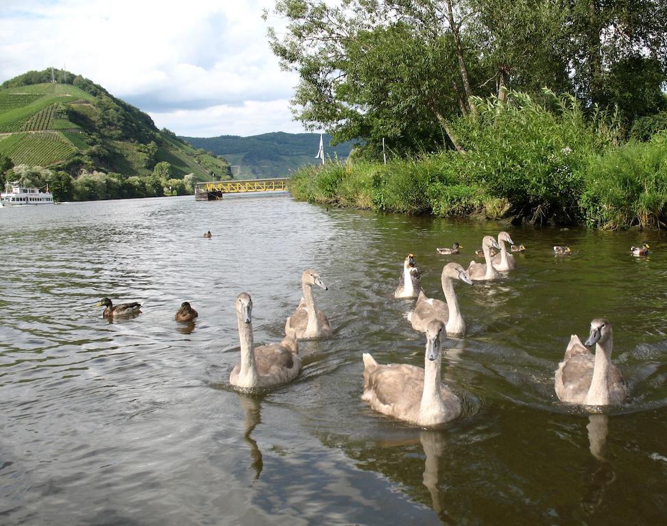 Residence Bellevue Boppard Εξωτερικό φωτογραφία